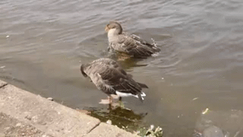 two ducks are swimming in the water next to a sidewalk