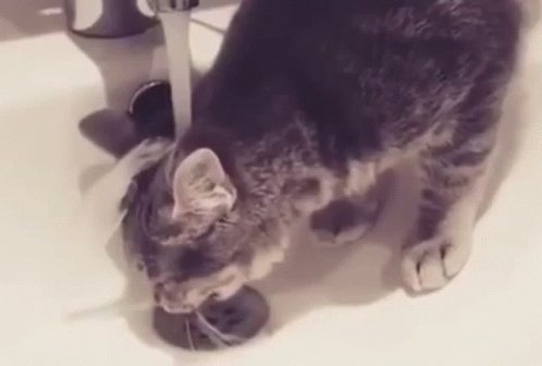 a cat is drinking water from the bath tub