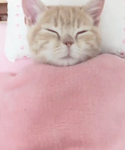 a cat sleeping on top of a bed