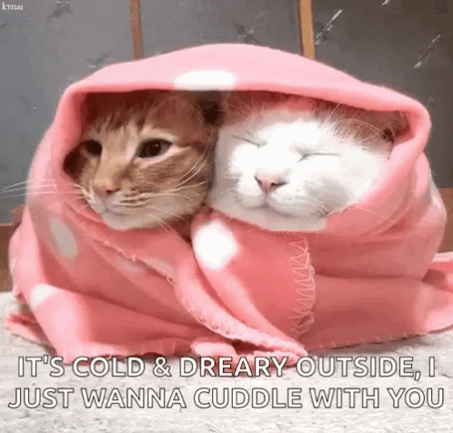 two cats covered in a blanket laying down