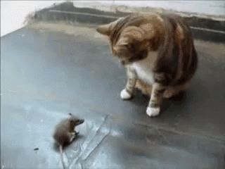 the cat is standing near a small mouse
