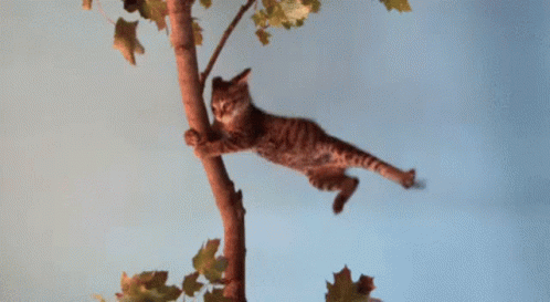 a cat climbing up a tree nch with a blue background