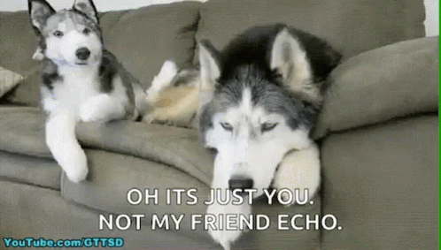 two dogs on a couch with the caption oh its just you not my friend echo