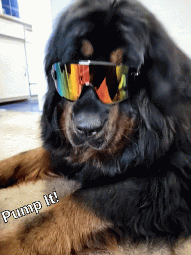 dog in glasses lying down wearing colorful sunglasses