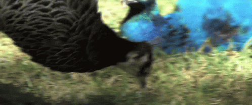 a black turkey stands in the grass with his head down