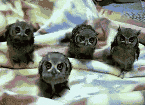 five little baby owls sitting on top of a white blanket