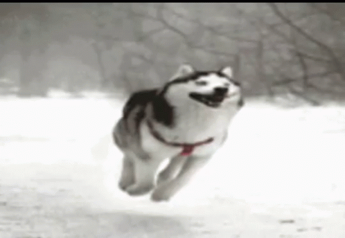 black and white husky running across snow covered ground