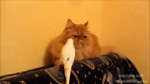 a cat is sitting on the arm of a couch holding a large white bird in it's mouth