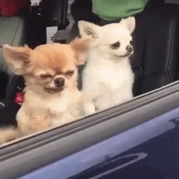 two little chihuahuas looking out the side window of a car