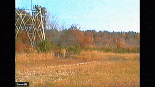 a deer standing on the ground next to a power line