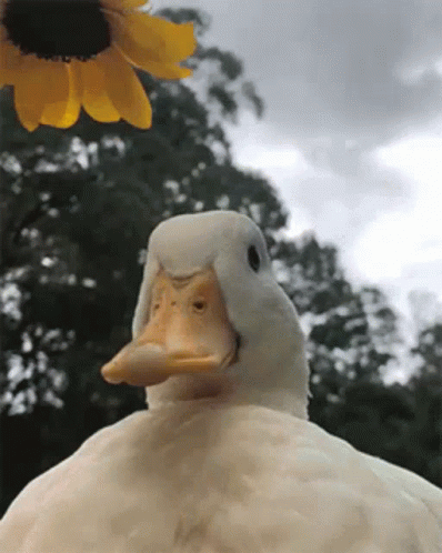 a duck standing in front of a flower on the tip