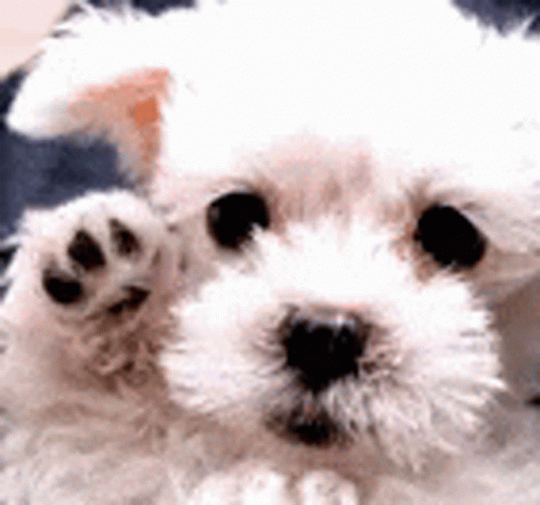 the little white dog has one paw on his head