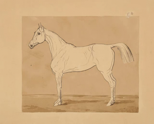 a drawing of a horse in a white frame