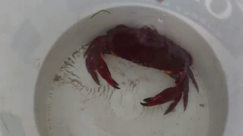 a crab is sitting in a toilet bowl