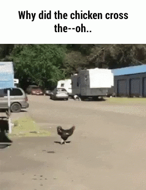 a chicken walks away from a line of cars on a road