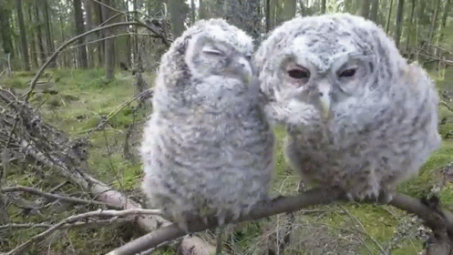 two baby owls sitting on top of a tree nch
