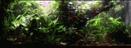 green plants are in the corner of a aquarium