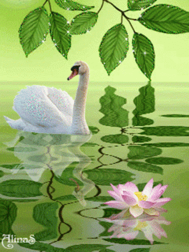 a swan and its reflection in the water