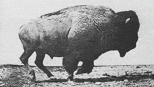 a large buffalo running across a dirt ground