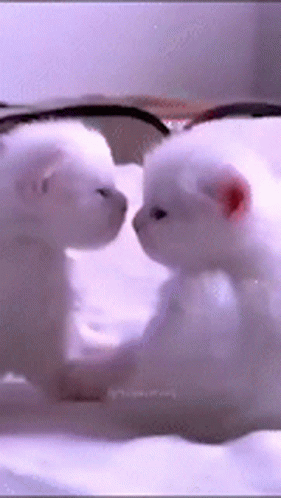 two white polar bears playing on a white sheet