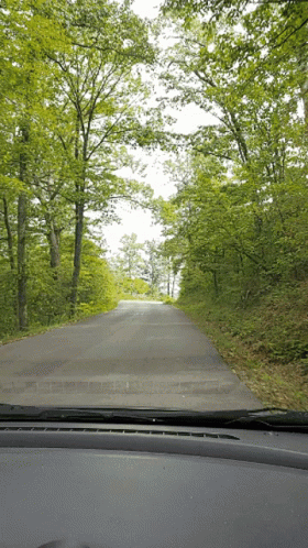 a person driving down a road through a green forest