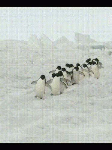 a line of penguins in the snow walking towards the camera