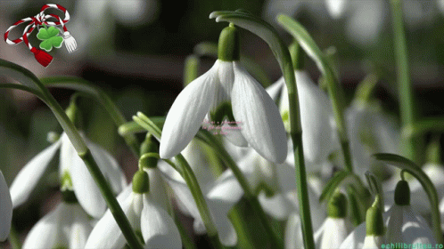 an array of white and green flowers are shown