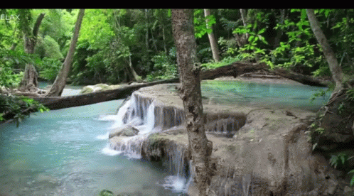 a stream that is sitting next to a lush green forest
