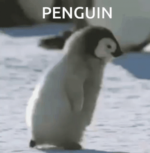 there is a picture of a penguin that is in the wild