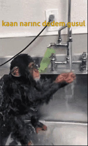 a monkey is seated in front of a wash basin with blue gloves and a green background