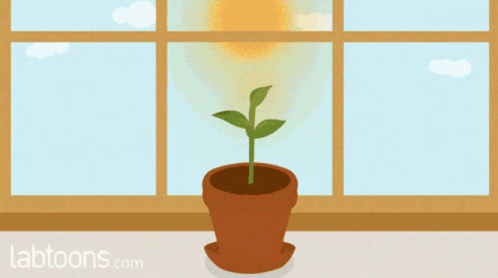 there is a plant in the window sill