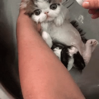 a small kitten sitting in a bathtub being wash