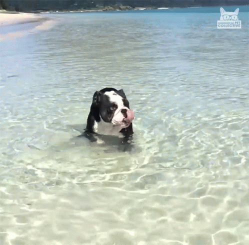 a small black and white dog in water with a ball