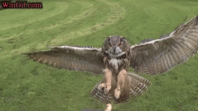 an owl that is in the middle of the grass