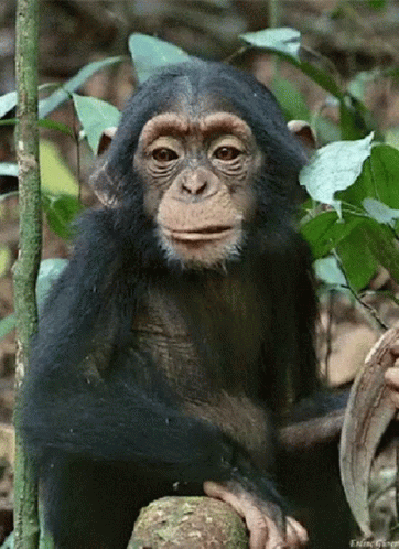 a monkey sits with its legs crossed on the rocks and green leaves
