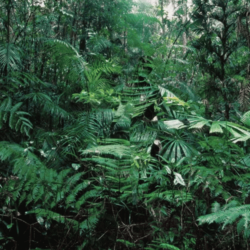 the forest floor is covered with dense foliage