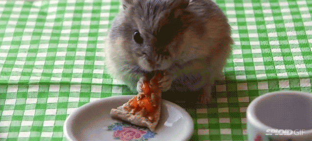 a small grey and white bunny eating from a white plate with a blue plastic object in it