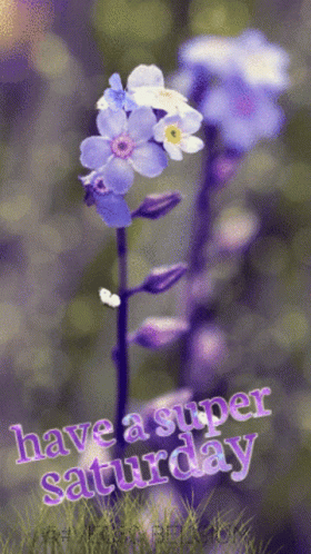 a flower with a text saying i have asprer saturday
