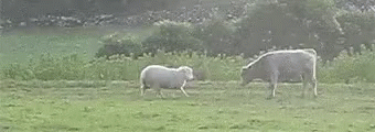 a cow and a cow graze in the green grass