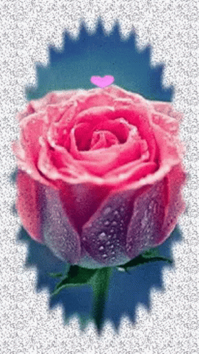 a purple rose is pictured with a pink object in the middle
