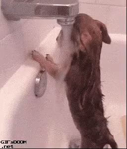 a black dog inside a bath tub being bathed by a faucet