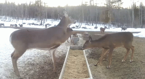 deer stand next to an open container filled with water and other animals stand around