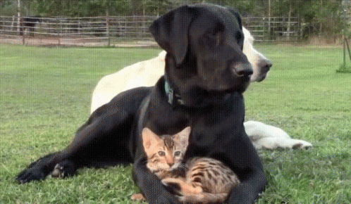 a brown dog laying on top of a green field with a kitten