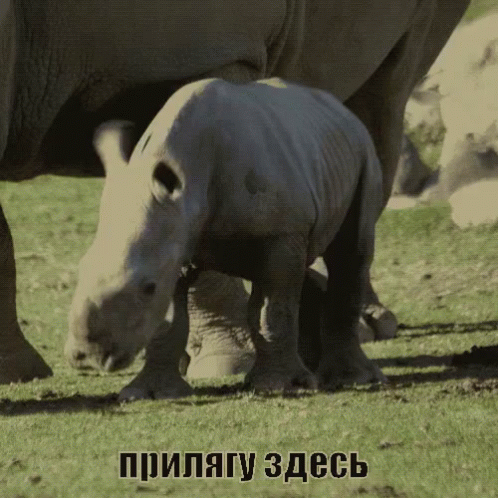 an adult rhinoceros stands close to a baby rhino