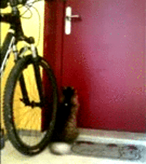 a bicycle and a cat in front of a door