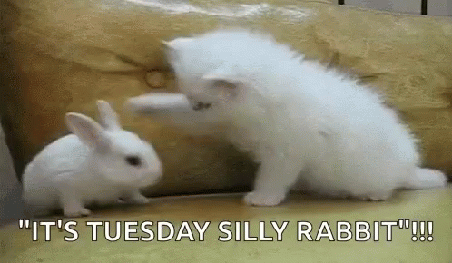 a white bunny is licking another rabbit with it's head
