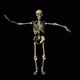 the skeleton is waving and showing its muscles