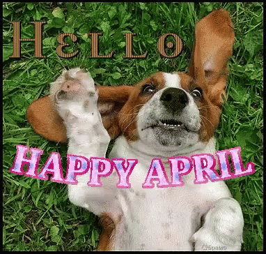 a dog with blue and white fur lays in the grass with its front paws up and two legs up to the front of the camera, it's eyes have a happy april hello hello