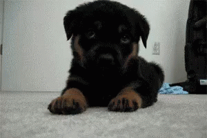 a small black dog sitting on the floor