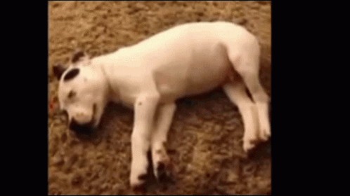 a white dog laying on the ground with it's head close to its face